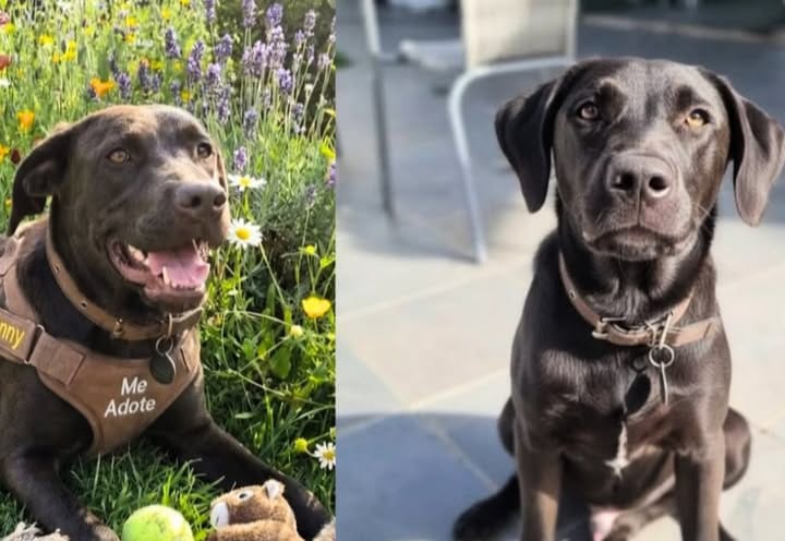 Após lutar pela vida, Jhonny procura por um novo lar